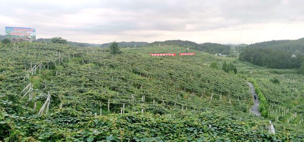 三岔猕猴桃果园