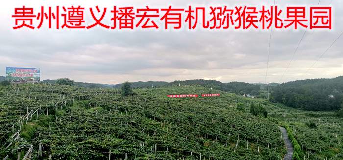 贵州猕猴桃