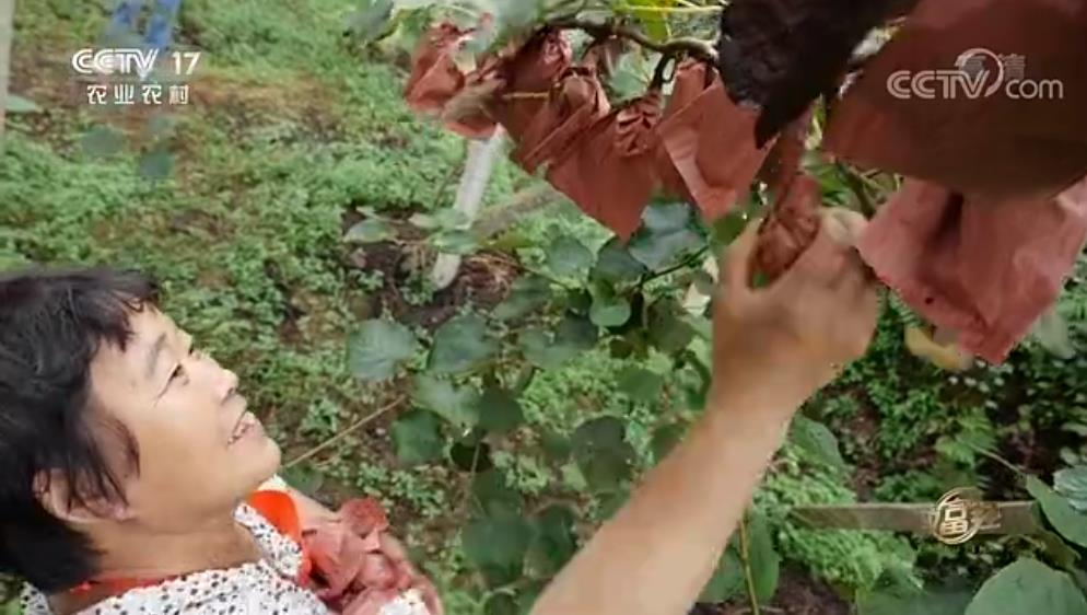 红心猕猴桃 贵州播州区三岔镇红心猕猴桃平台搭建的全程解决方案