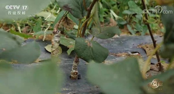 东红猕猴桃嫁接苗