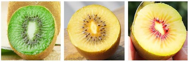 新西兰猕猴桃种植业曾濒临破产，如今爆赚180亿！没人要的“土特产”，凭啥高攀不起？