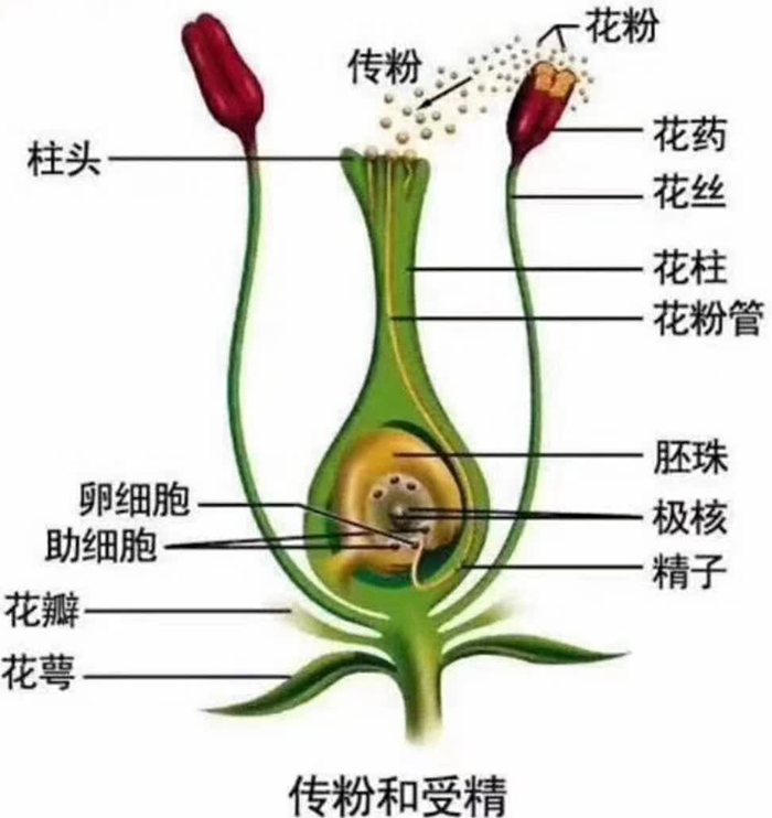 猕猴桃威尔逊