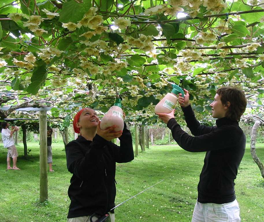 贵州省息烽县开展猕猴桃液体湿式授粉法实验