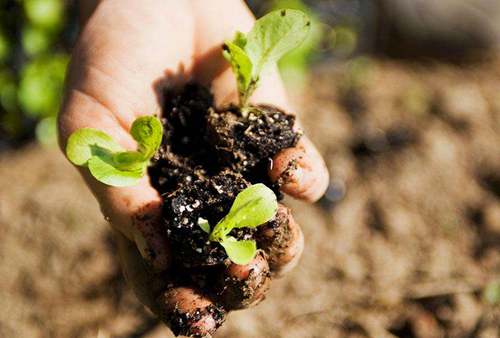 各种有机肥沤制与配肥施放技巧
