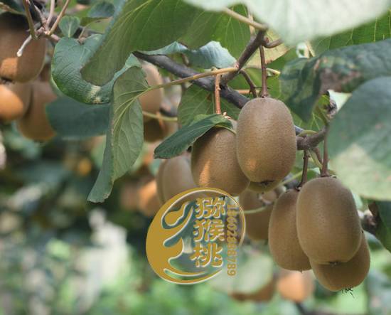 柳传志畅谈蒲江猕猴桃产业基地