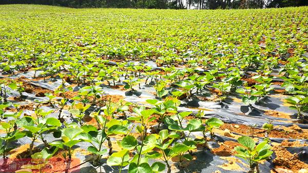 贵州被称为世界上最适合猕猴桃种植的地区之一