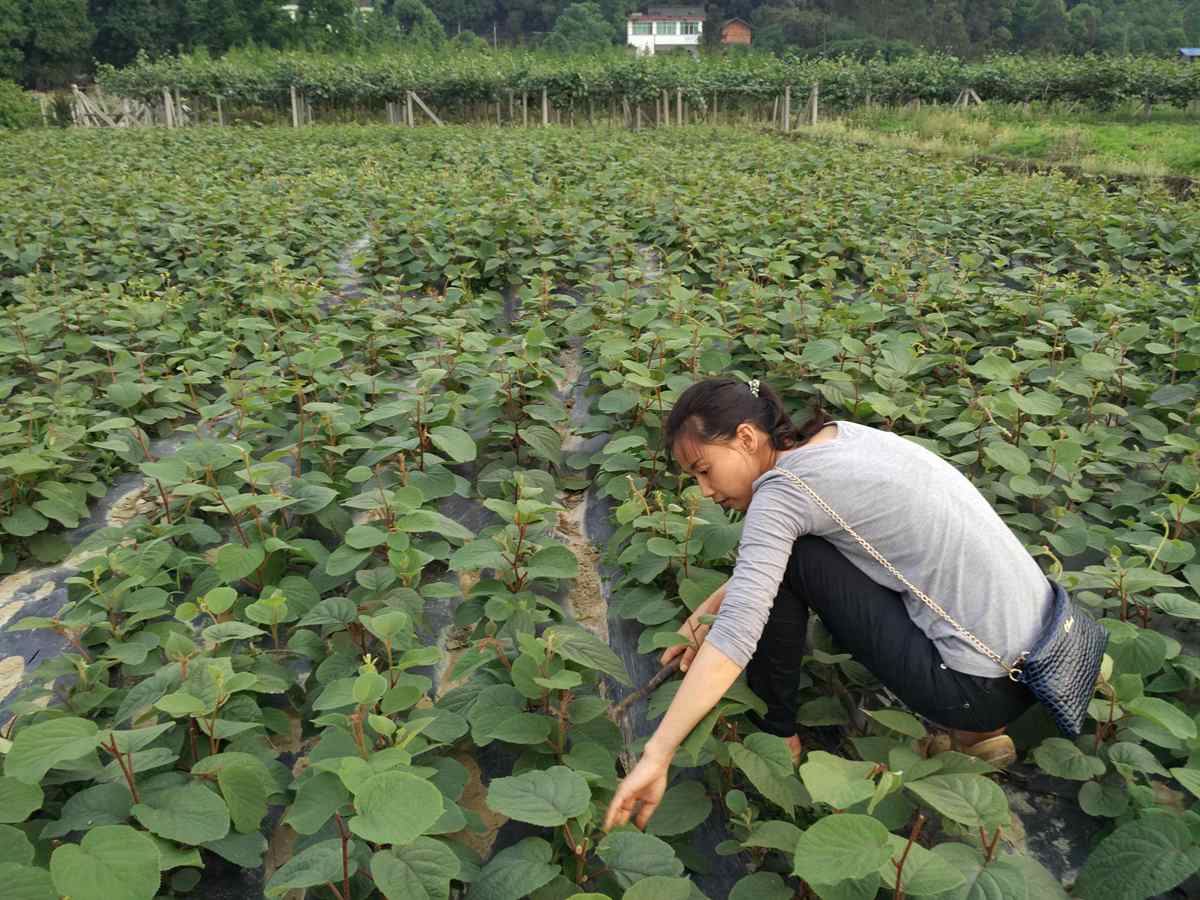 桂北地区是大力提升猕猴桃产业规模化