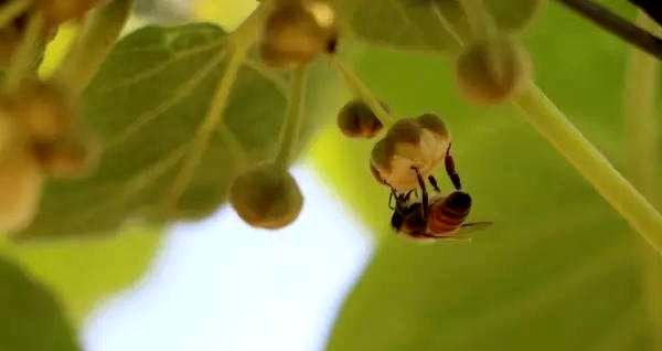 手把手的教你制作獼猴桃花粉方法 怎樣選擇獼猴桃花粉