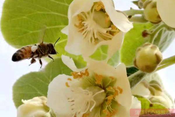 猕猴桃花粉的采集、制作、授粉方法和技术