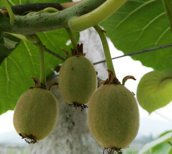 红心猕猴桃市场前景和效益分析