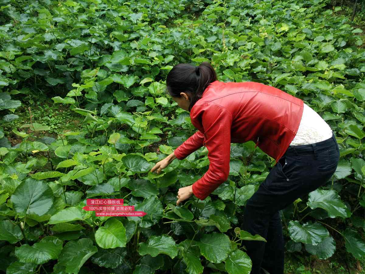 虽然红心猕猴桃糖分高，但是它的升糖率却很低