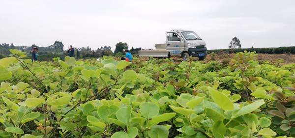 播宏公司建成贵州最大的红心猕猴桃花粉采摘基地已经和新兰爱熊猫合作