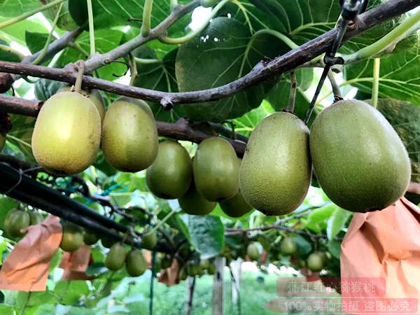 红心猕猴桃网上销售 四川猕猴桃:我们没熟!不要买我!四川农村报2021年报道