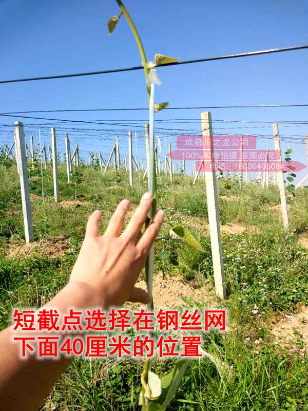 红心猕猴桃管理幼苗管理