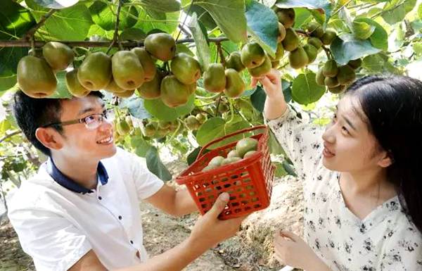 四川猕猴桃什么时候上市销售 带你看看蒲江都江堰苍溪各地