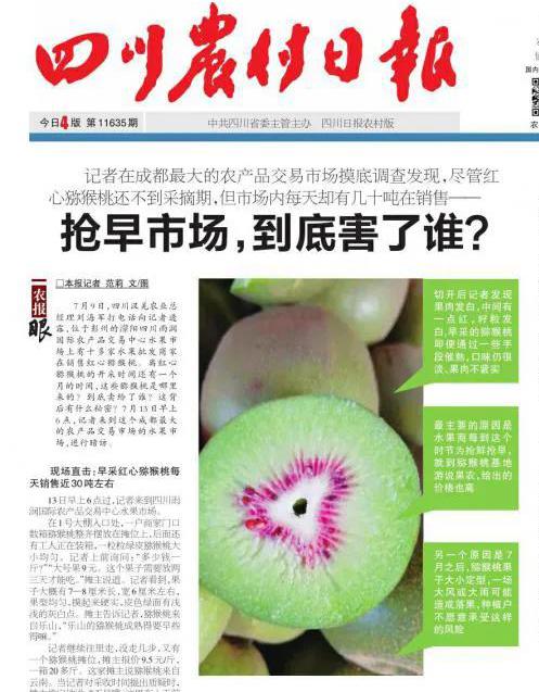 红心猕猴桃网上销售 四川猕猴桃:我们没熟!不要买我!四川农村报2021年报道