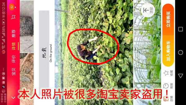 认清紫美猕猴桃的真面目