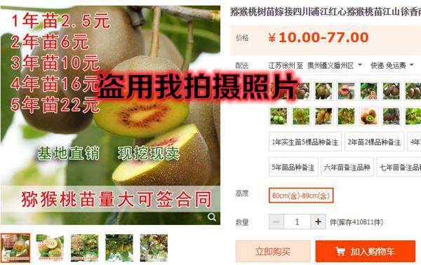 认清紫美猕猴桃的真面目