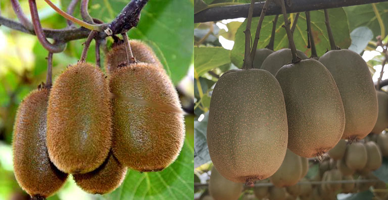 听专家给你介绍猕猴桃和奇异果的差别区别，消费者如何选择