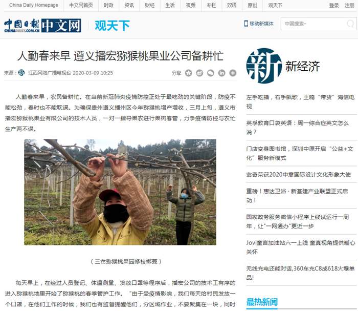 贵州高山有机猕猴桃果园