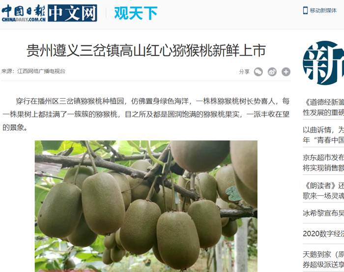 媒体报道红心猕猴桃
