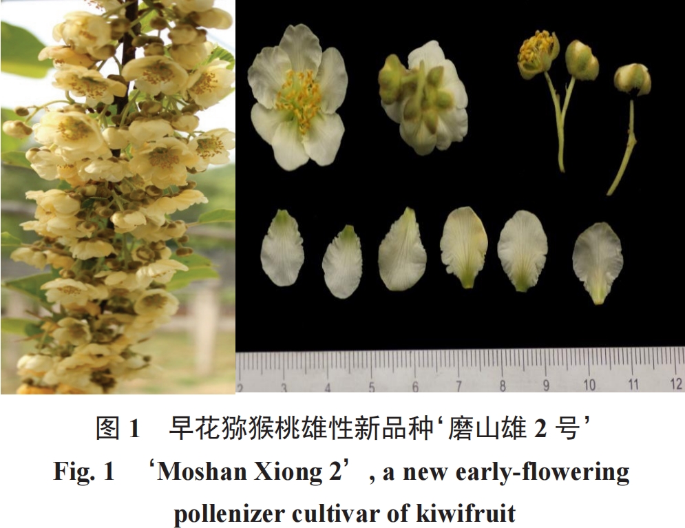 早花猕猴桃雄性新品种‘磨山雄2号’的选育 猕猴桃雄株选育与利用研究进展