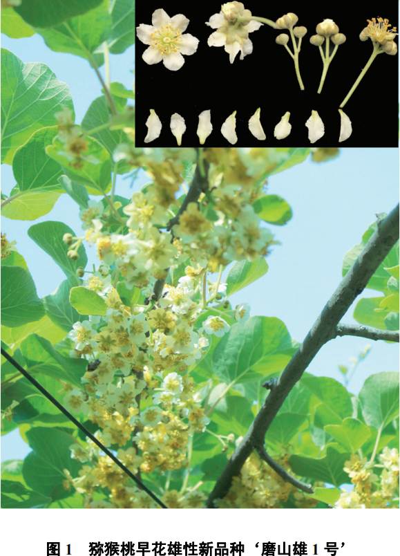 猕猴桃早花雄性新品种磨山雄1号公树雄株