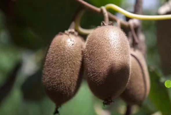 翠香猕猴桃资源的垄断和洒过膨大剂不耐储藏和运输