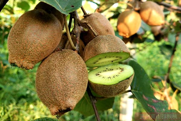 翠玉猕猴桃 韩国济州道济州市农协组合长高凤柱一行来到陕西天丰农业科技发展有限公司