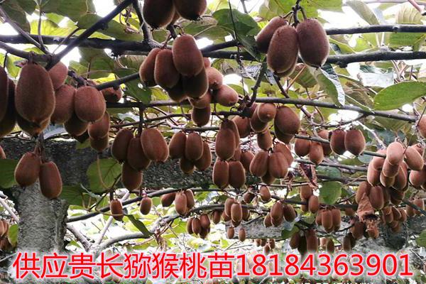 贵州山村猕猴桃演绎产业成长路