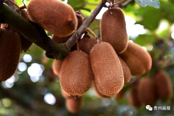 贵州企业投资高端猕猴桃种植