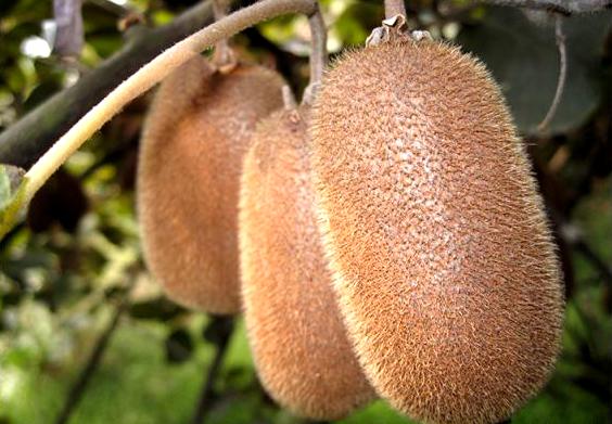 绿心猕猴桃品种有哪些包括贵长猕猴桃苗