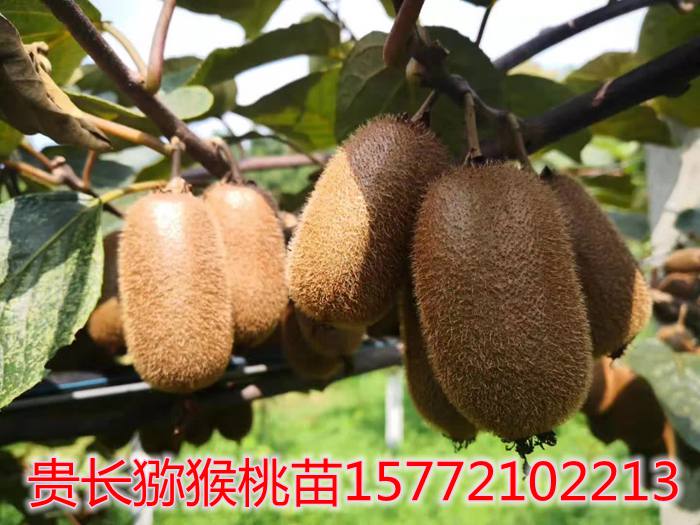 贵长猕猴桃苗木