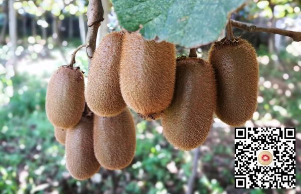 贵州贵长猕猴桃价格多少钱一斤