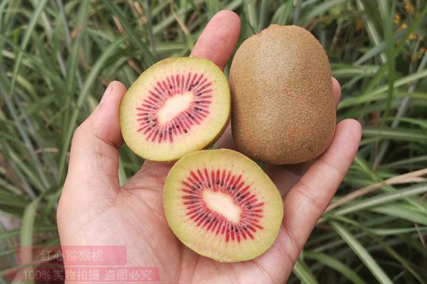 新西兰培育出黄金奇异果新品种 魅力金果