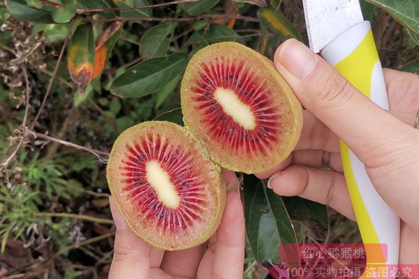 当地政府把中华红阳猕猴桃种植作为一项重要的产业来抓