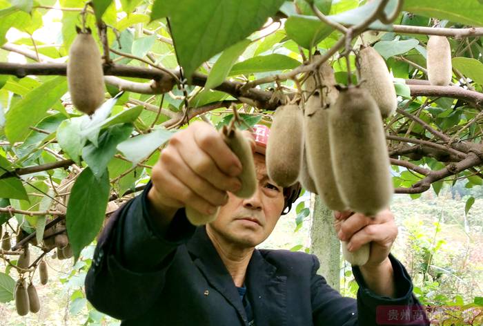 白猕猴桃采摘