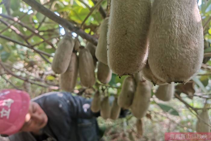 华特猕猴桃 华特猕猴桃在福建省寿宁县引种表现及关键栽培技术