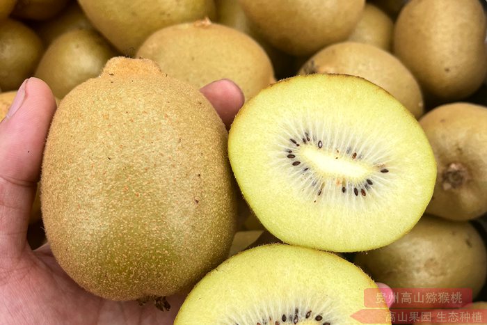 黄心猕猴桃 四川蒲江小伙古兴祥的红心猕猴桃迎来上市旺季