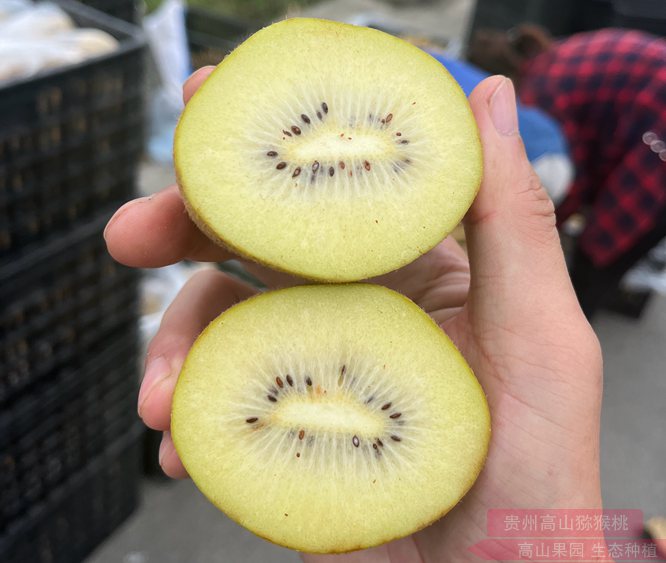 黄心猕猴桃 四川广元市苍溪县迎来连续三个月的红心猕猴桃采摘季