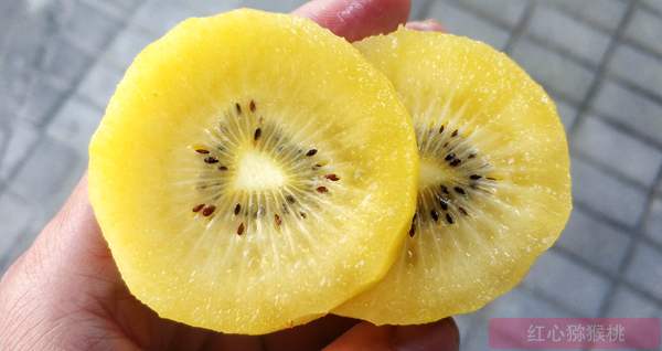 最抗溃疡病的猕猴桃品种就是阳光金果g3