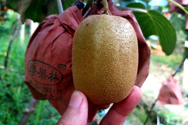 魅力金果g9