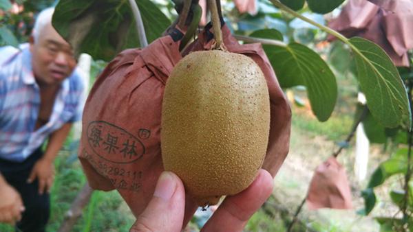 魅力金果g9