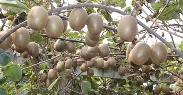 黃心獼猴桃的31個品種匯總給大家梳理一下