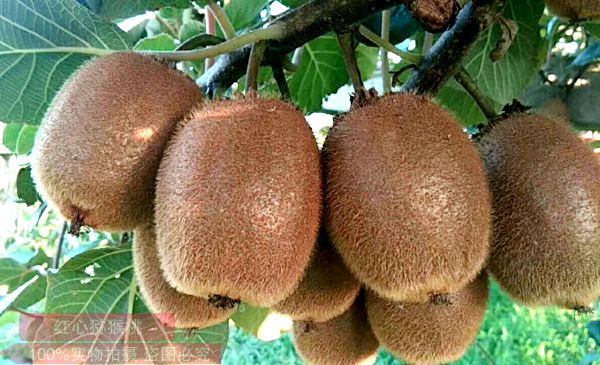 广西乐业县大力发展猕猴桃等特色优质水果的种植