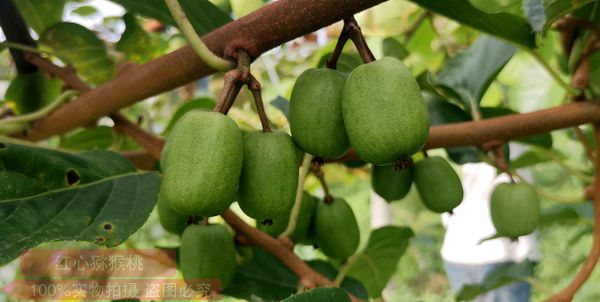 完全不输新西兰进口品种的超级猕猴桃品种在贵州遵义试种成功 比红阳猕猴桃 金红猕猴桃的甜一些 无关炎农三号猕猴桃