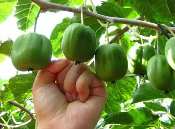 重庆万州成片种植红心猕猴桃种苗