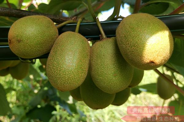 阳光金果g3已经替代了黄金奇异果成为新西兰佳沛出口猕猴桃的主力品种