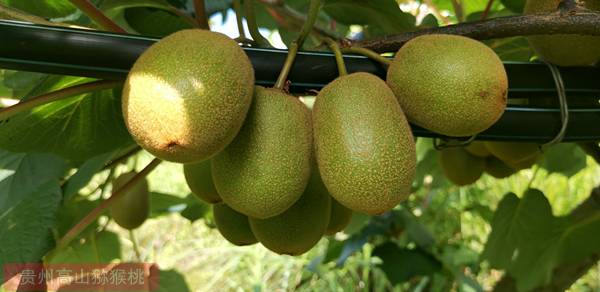 阳光金果g3已经替代了黄金奇异果成为新西兰佳沛出口猕猴桃的主力品种