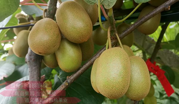蒲江猕猴桃： 优质特色农产品 展示四川现代农业成就
